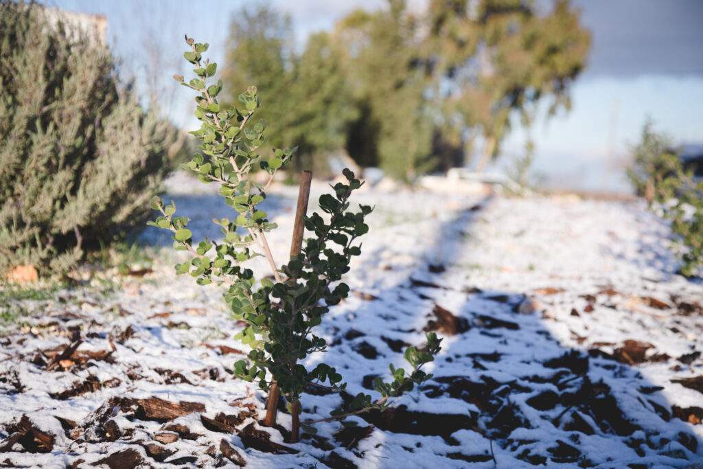 a dusting of snow over a new sapling tree planted in Samaria, Israel