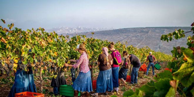 HaYovel volunteers pick grapes in Samaria.