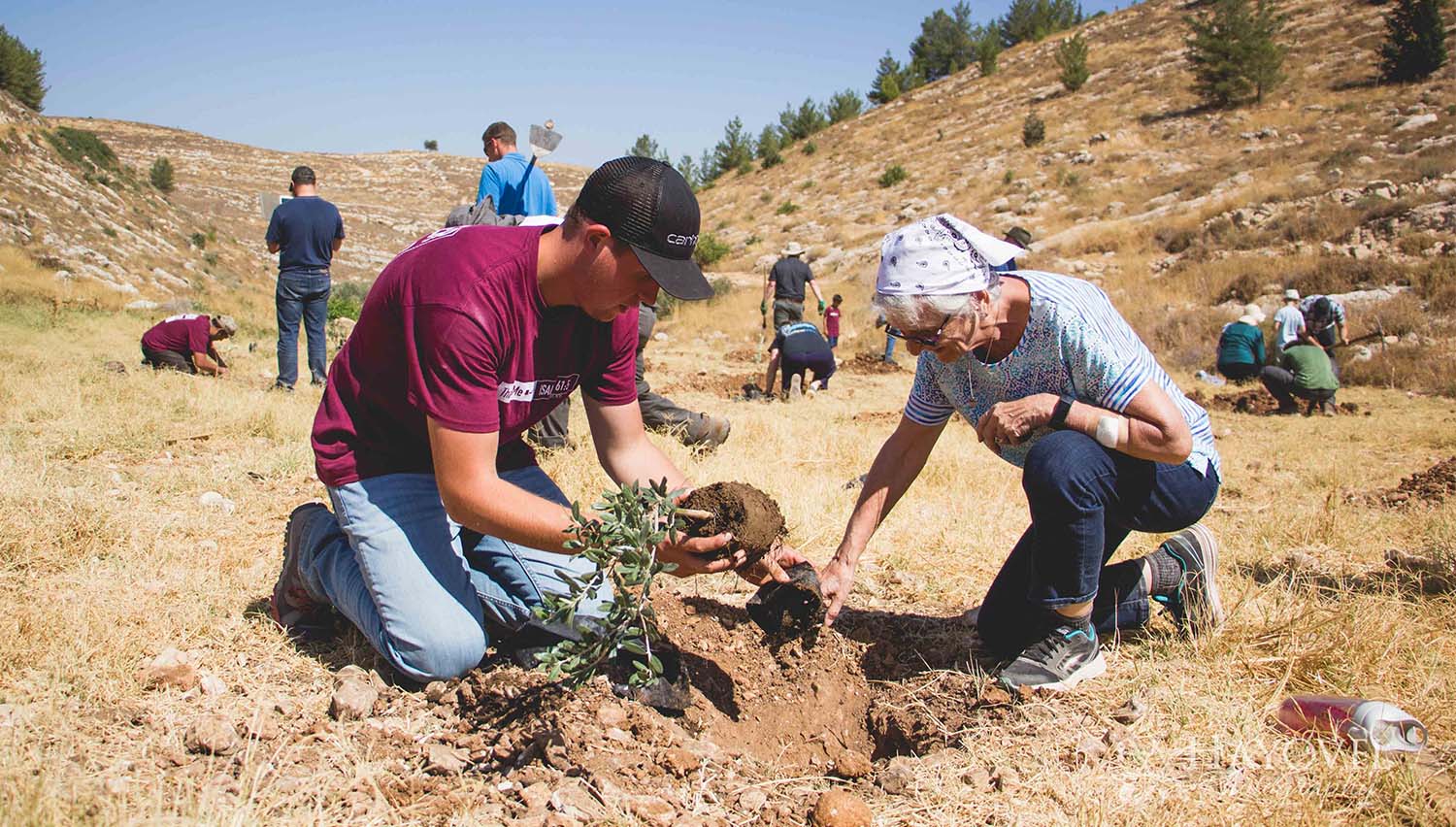 Volunteers from the United States plant trees in Israel
