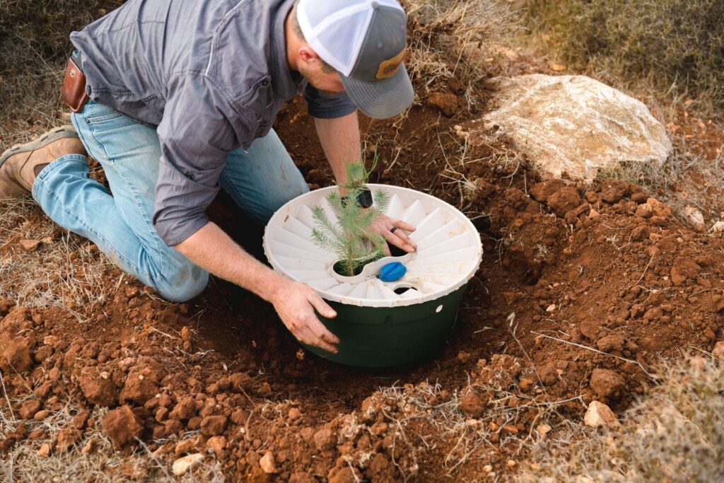 A volunteer from the United States places a drip watering device around a newly planted tree