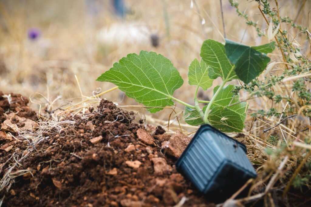 New sapling ready to be planted in a desert in Israel