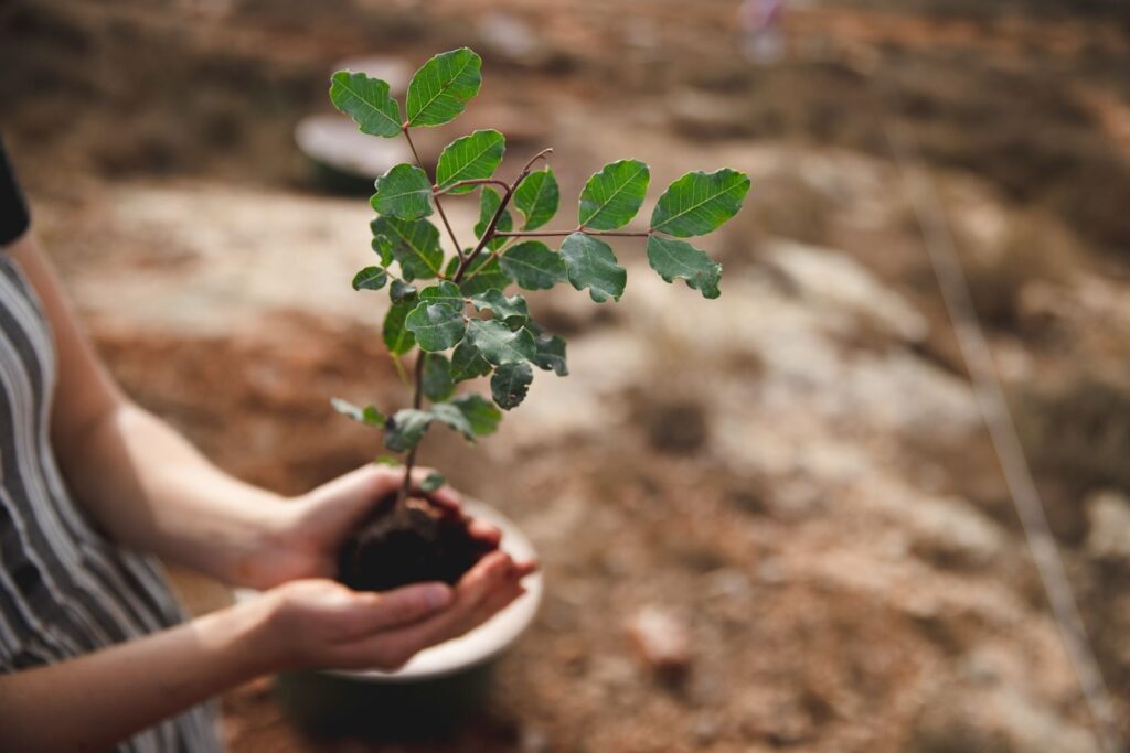 Volunteer holds new sapling during a tree planting volunteer project in Israel