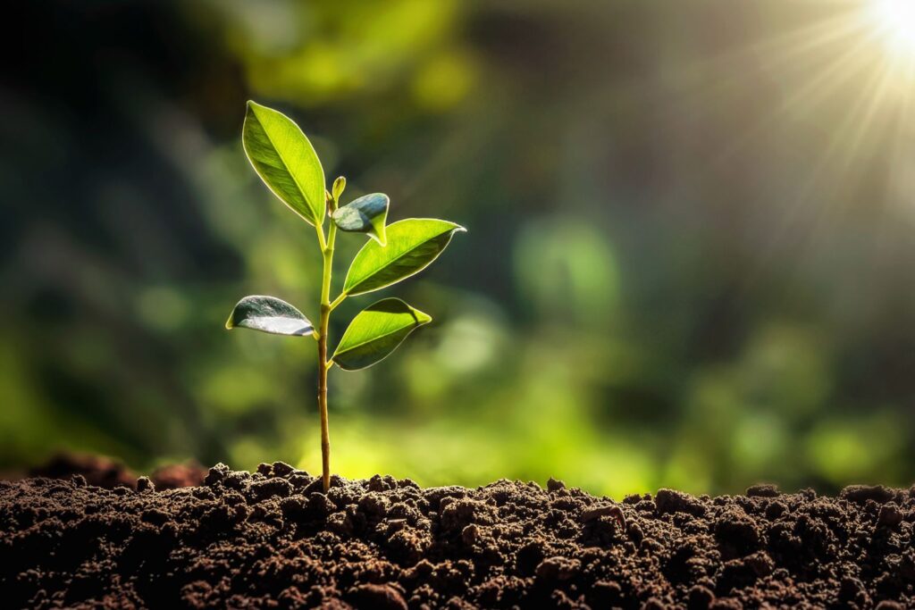 new sapling with sunlight shining